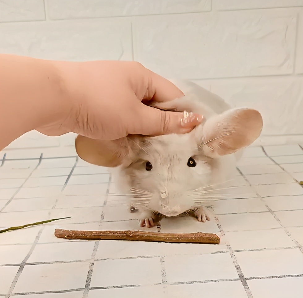 宫崎骏龙猫抱着小龙猫 (有一种可爱叫宫崎骏眼里的龙猫)