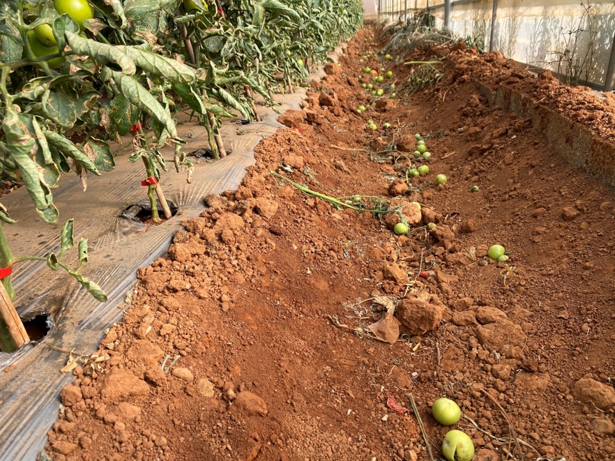 番茄潜叶蛾危害症状图,番茄潜斑蝇怎么治