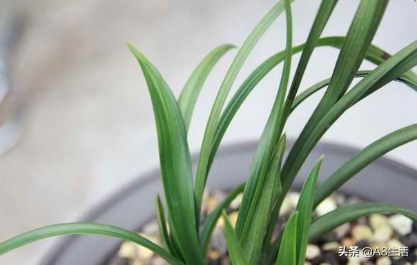 每日一品～中国兰花～春兰茗品～美芬荷