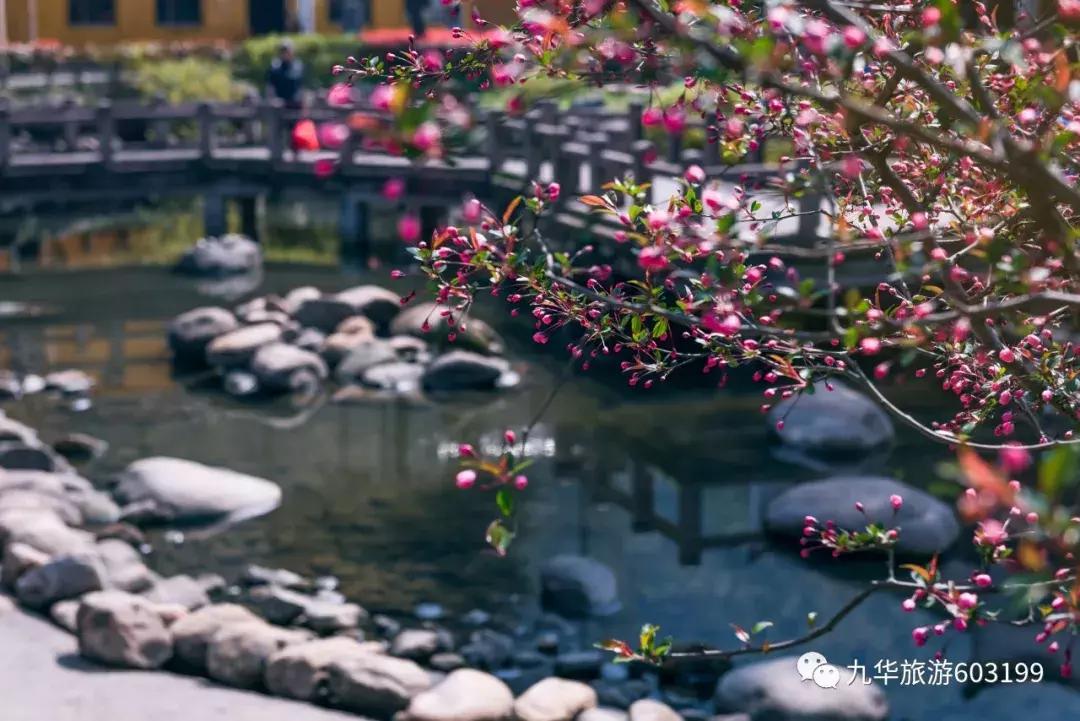 清明假期来九华山旅游,清明去九华山合适吗