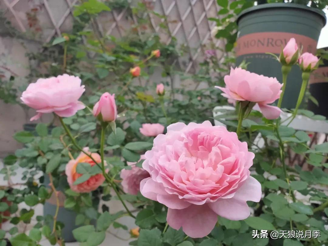 月季花是时候展现真正的技术了 (开春的第一波月季花就这么过去了)