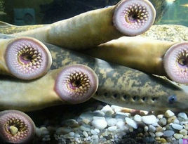 盘点动漫中的吸血鬼,盘点帅气的吸血鬼动漫