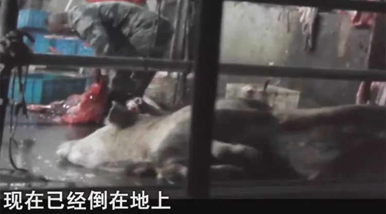 给活牛注水致死牛肉能吃吗,活牛注水后的牛肉
