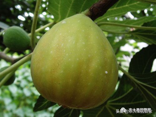 种植新品种果树苗一手货源,各种新品种果树苗木一手货源