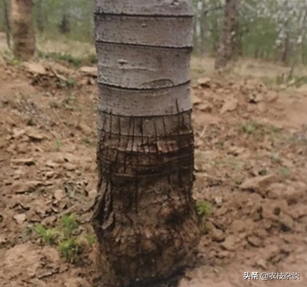 苹果干腐病怎样治疗,苹果干腐病怎么治疗