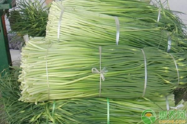 杞县蒜薹今天价格表,杞县蒜薹最新行情价格表