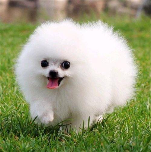 狗狗买什么品种最合适,怎么给狗狗选择宠物狗品种