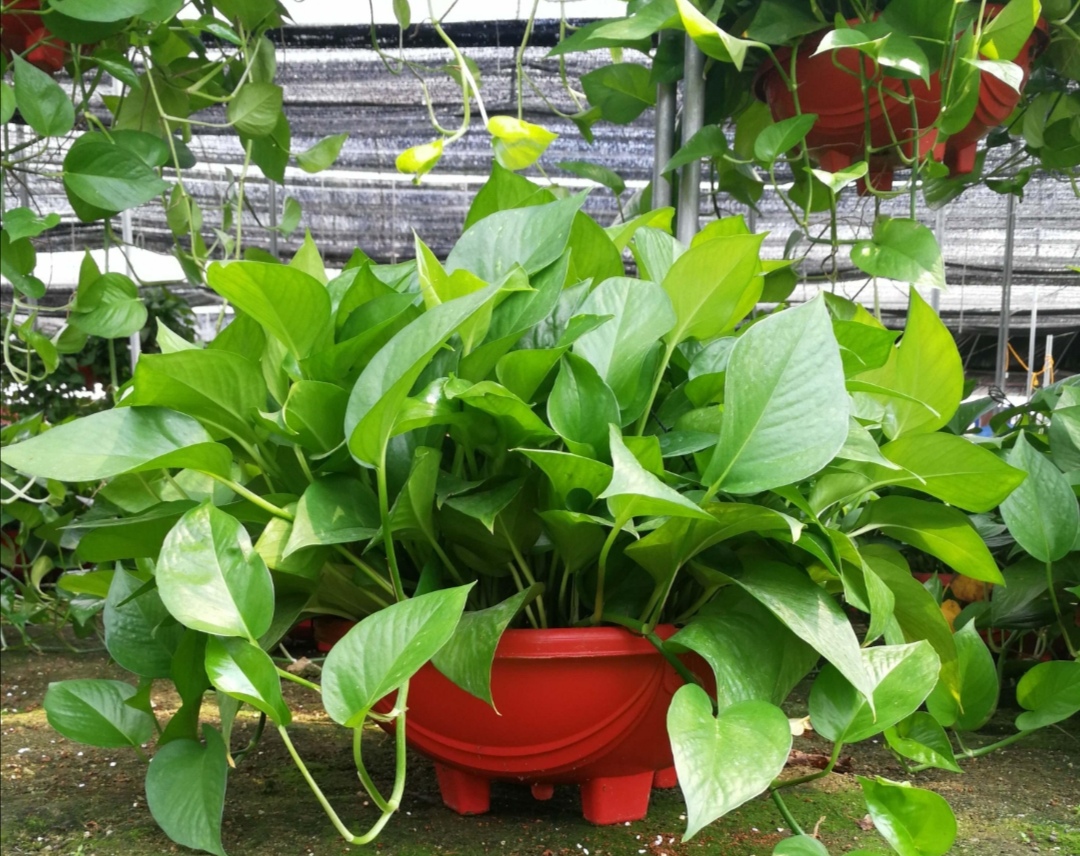 种植的绿萝喜水吗多久浇一次,绿萝喜阴还是喜阳几天浇一次水