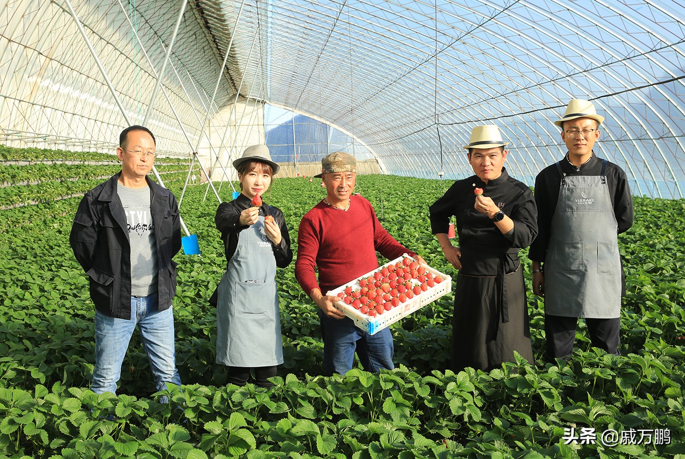 辽宁丹东东港草莓基地联系电话,辽宁丹东东港草莓种植基地