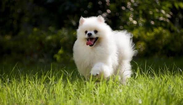 博美得了皮肤病是什么样子,38天的博美身上有皮肤病怎么治疗