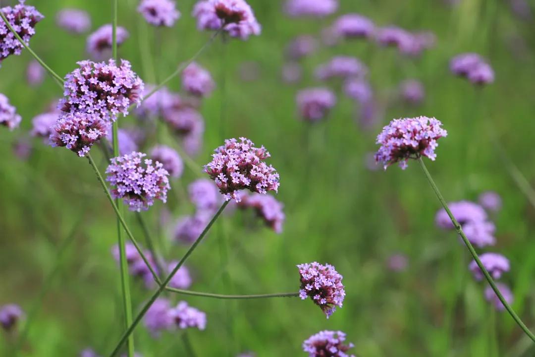 搞快点是哪里方言,搞快点