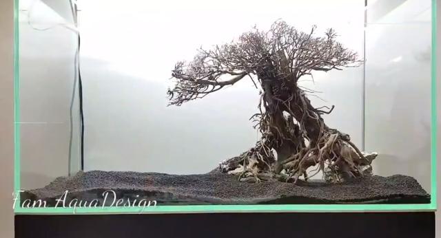 莫斯树到底好不好,莫斯树是什么