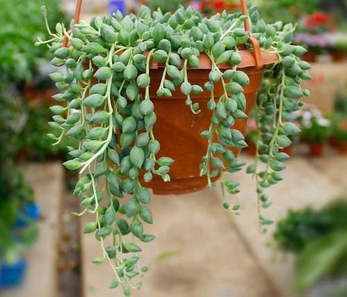 珍珠吊兰叶养殖方法和注意事项,珍珠吊兰冬天用好看的佛珠浇水吗