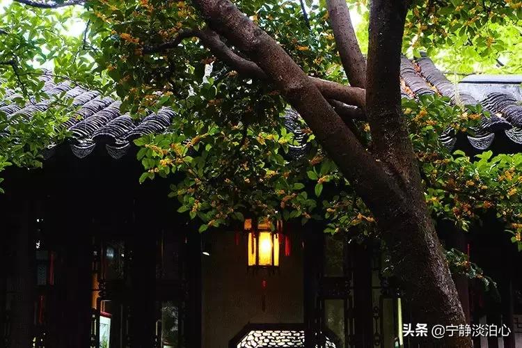 桂花是秋天的灵魂,桂花香是秋天的微醺感