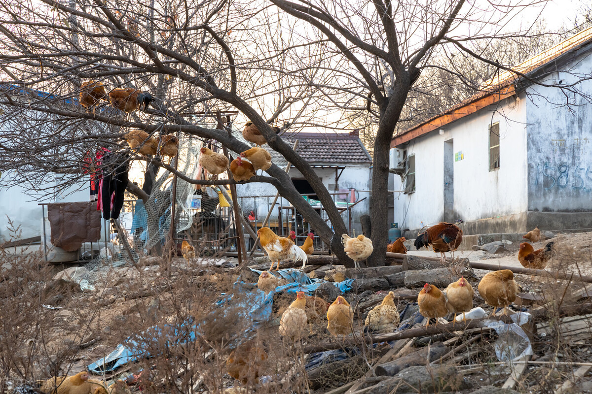 鸡感冒吃土霉素好还是阿莫西林,鸡感冒流鼻涕有咕噜声喂什么药