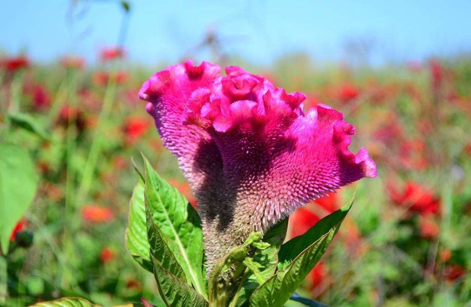 鸡冠花诗词赏析,鸡冠花的诗句及赏析