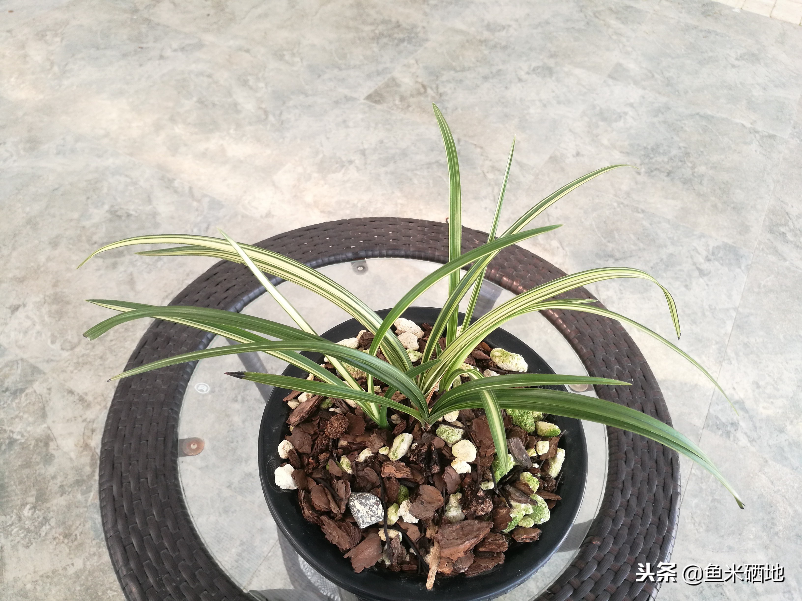 特别贵的兰花品种,价格贵的兰花