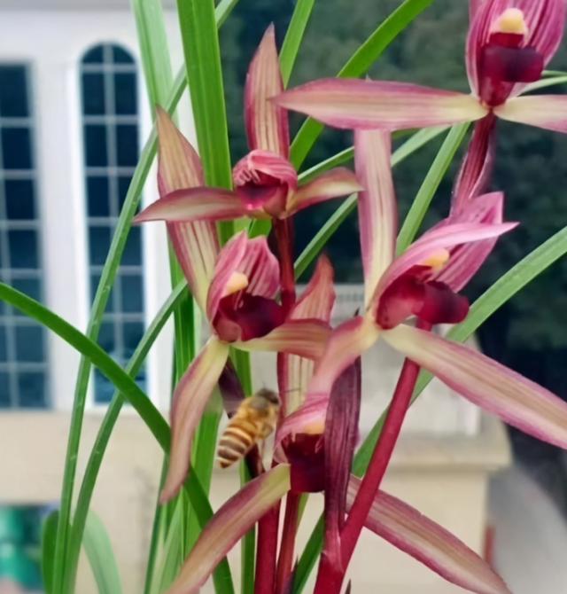 滇红素兰花是春兰还是寒兰,春兰腾越红素滇红哪个更优秀