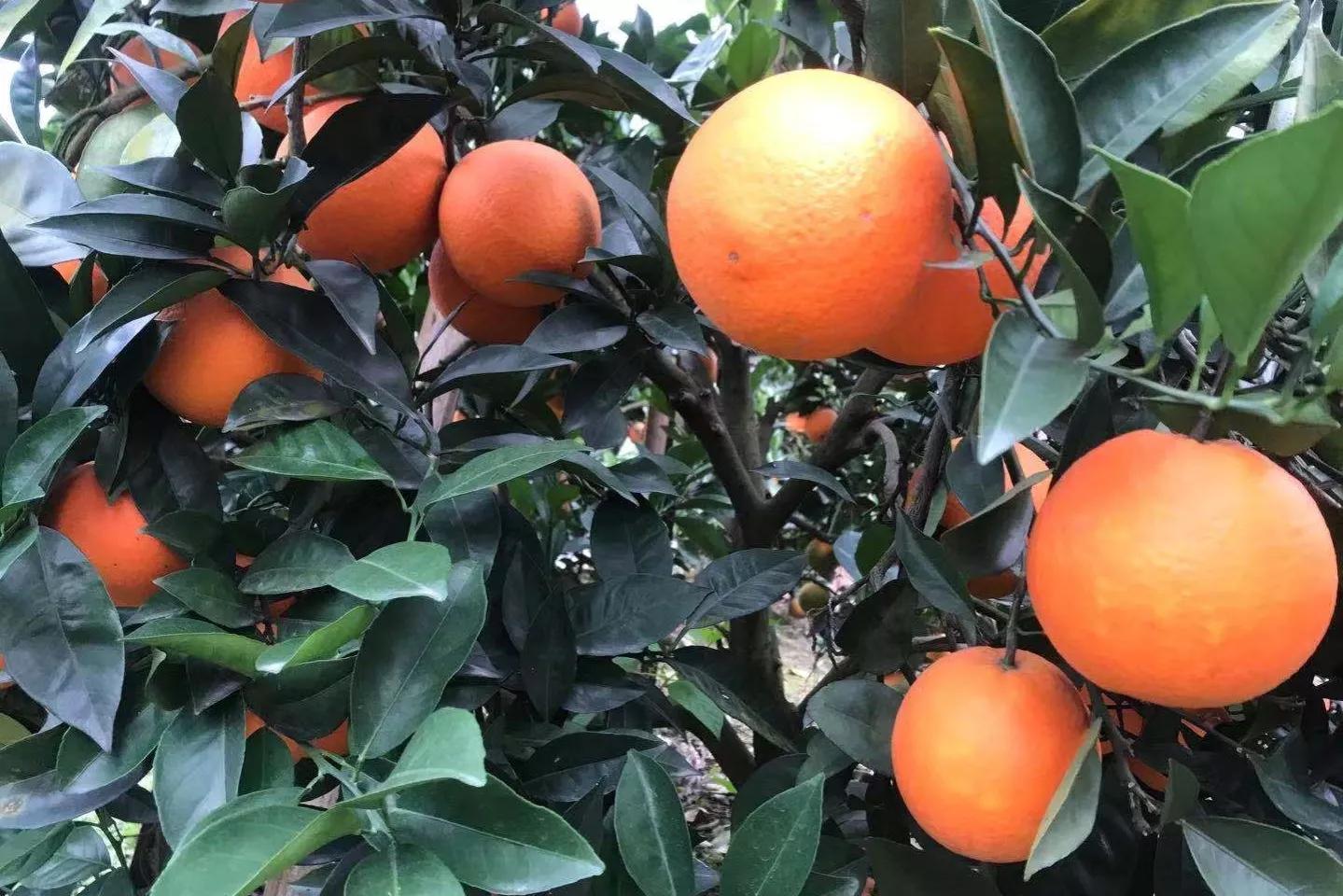 哪个地方出产的橙子最好吃,现在哪里的橙子最好吃