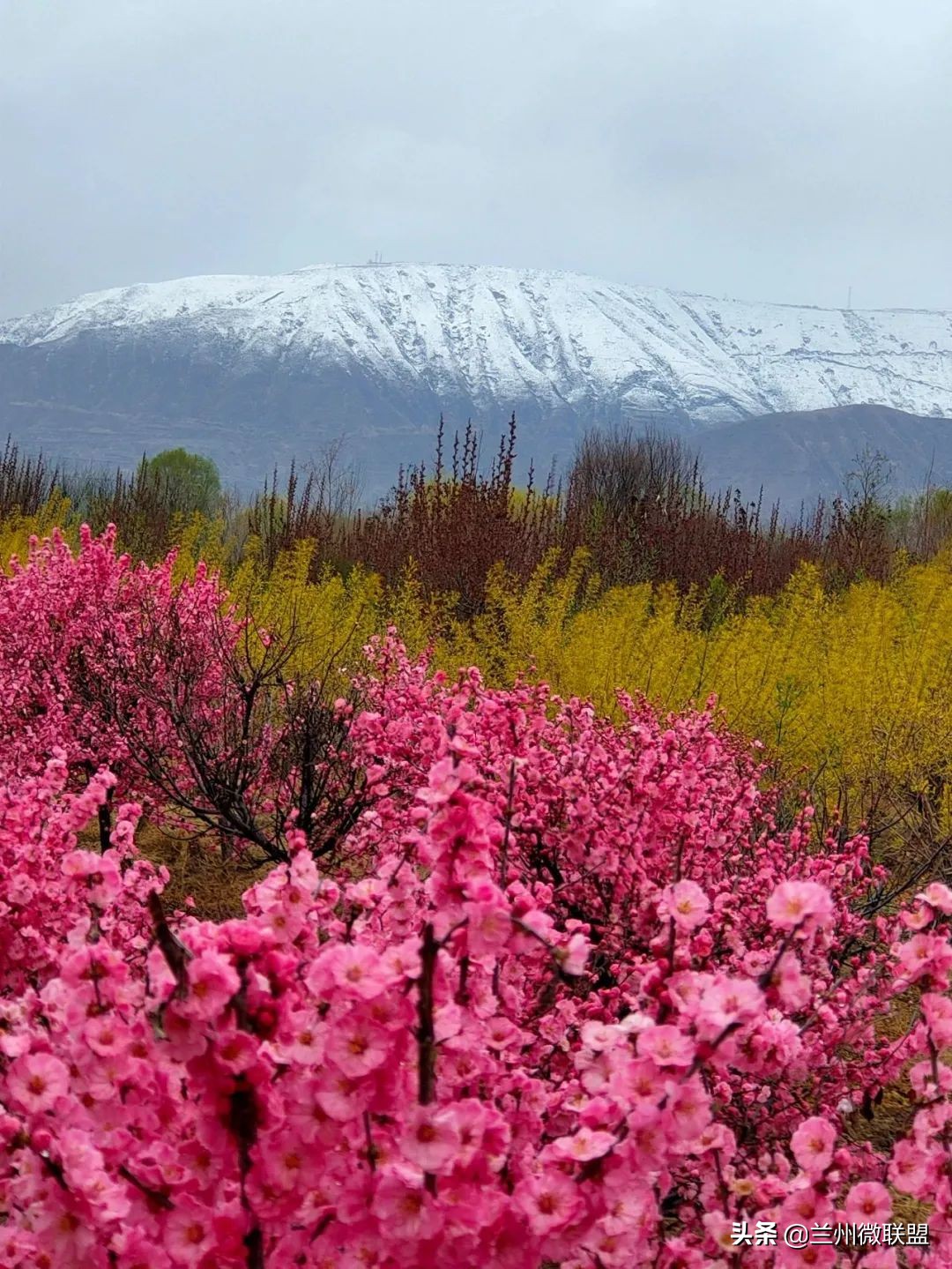 杏林湖黑天鹅,五一假期观光兰州
