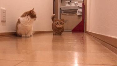 短腿兄妹,全网最火短腿猫