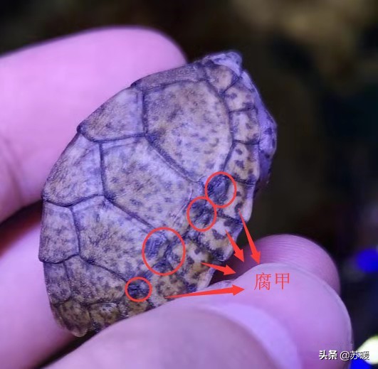 龟腐皮腐甲怎么预防,深水龟腐甲治疗