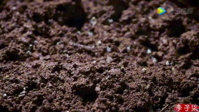 李子柒视频转场技巧,李子柒拍摄视频技巧