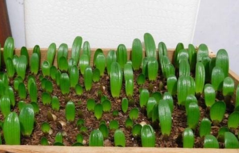 君子兰的种子可以在冬天繁殖吗,君子兰种子锯末繁殖视频