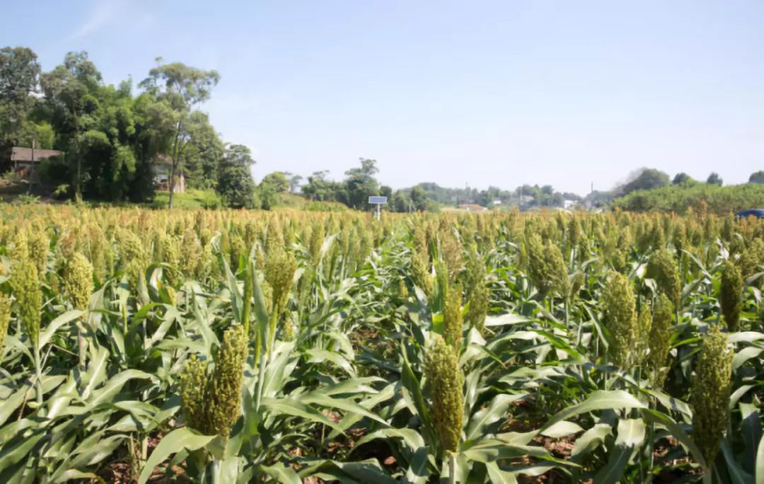 探秘！江小白的农业之梦（附2个战略布局）