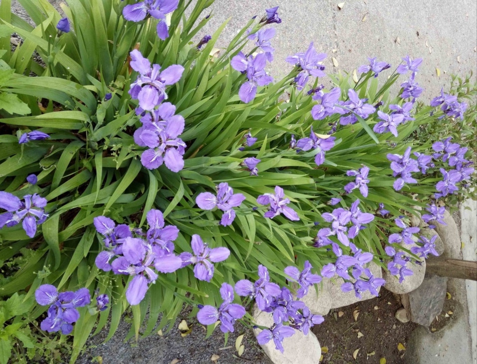 100种最毒的毒花,20种有毒的大毒花