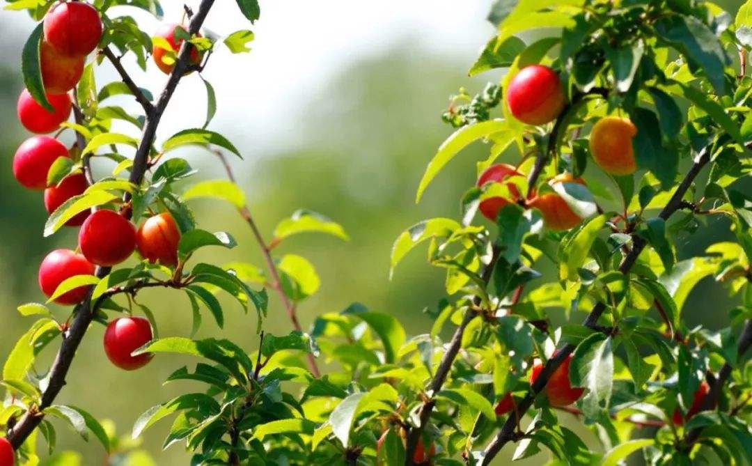 苹果园追加磷酸二氢钾怎么施肥,2019苹果园施肥