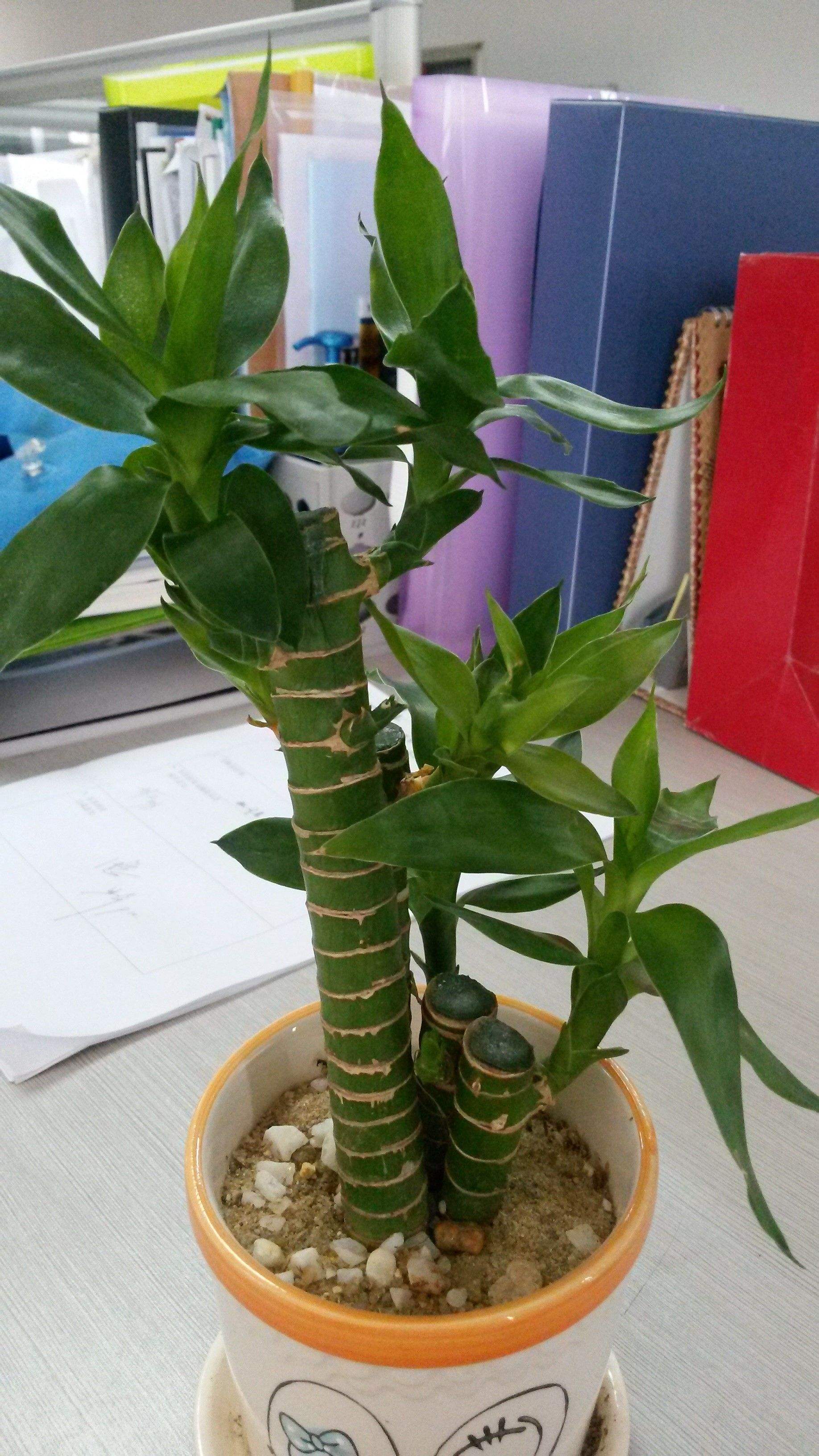 罗汉竹的特点,罗汉竹怎么处理更有韧性