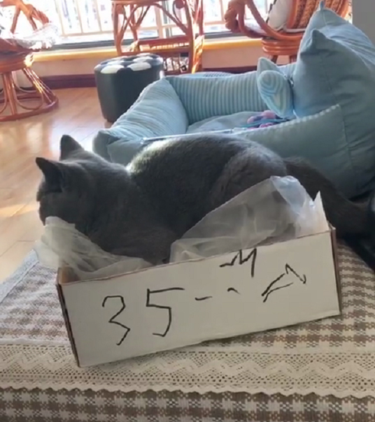 猫咪不爱进屋里该怎么办,猫窝我买回来猫咪不肯进怎么办