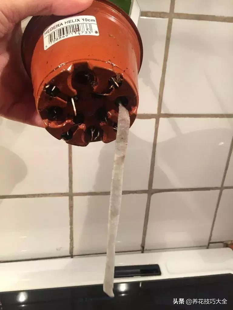 汽水瓶做花盆大全,用塑料瓶做花盆自动吸水