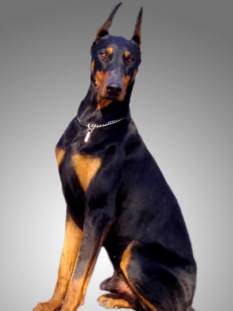 这几种高颜值狗狗你认识哪些,盘点最靠谱的狗狗看看你知道几种