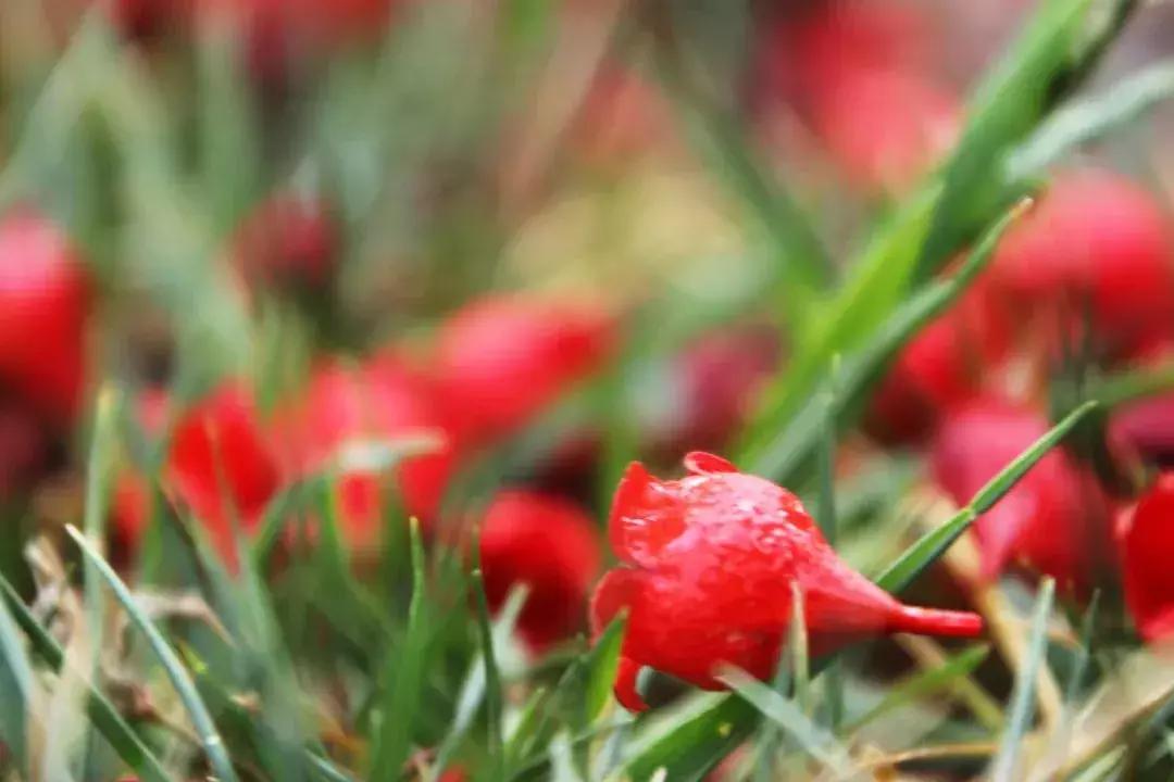 凉山州哪里可以赏花,西昌赏花攻略