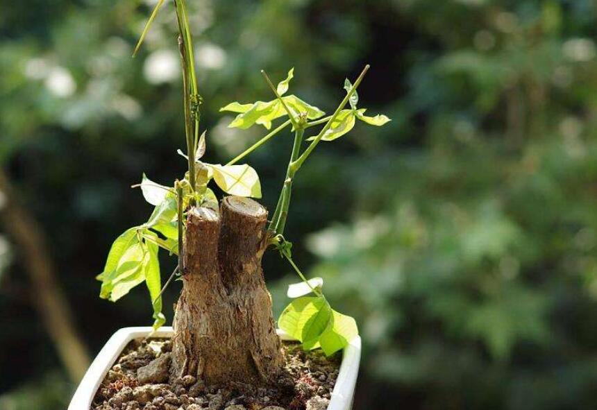 盆栽植物不长也不死怎么办,不易死的盆栽植物