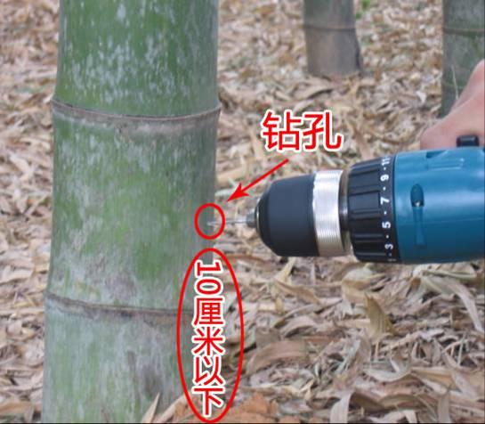 如何提高冬笋产量?做好以下四点十二个细节,增产提效益