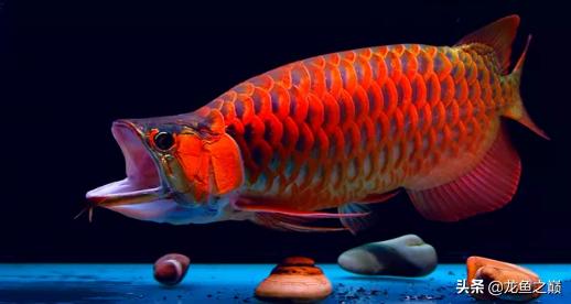 养鱼养龙鱼怎么招财,龙鱼新开鱼缸养水的正确方法