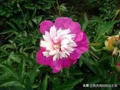 牡丹十大品种九大花系,牡丹进口品种图片及名称