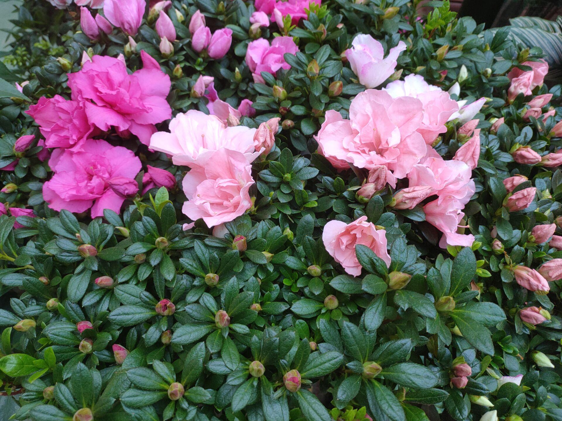 杜鹃花浇淘米水有好处还是有害处,杜鹃花只浇淘米水好吗