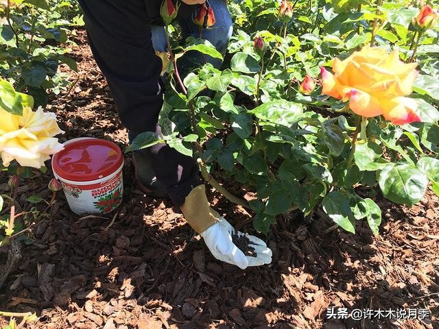 不耐晒的月季夏天怎么办,盆栽月季严重晒伤脱水怎么救