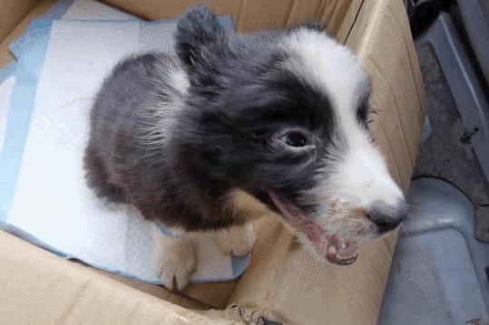 卡布：来自一只三个月大的边境牧羊犬，一封遗留在人间的草稿