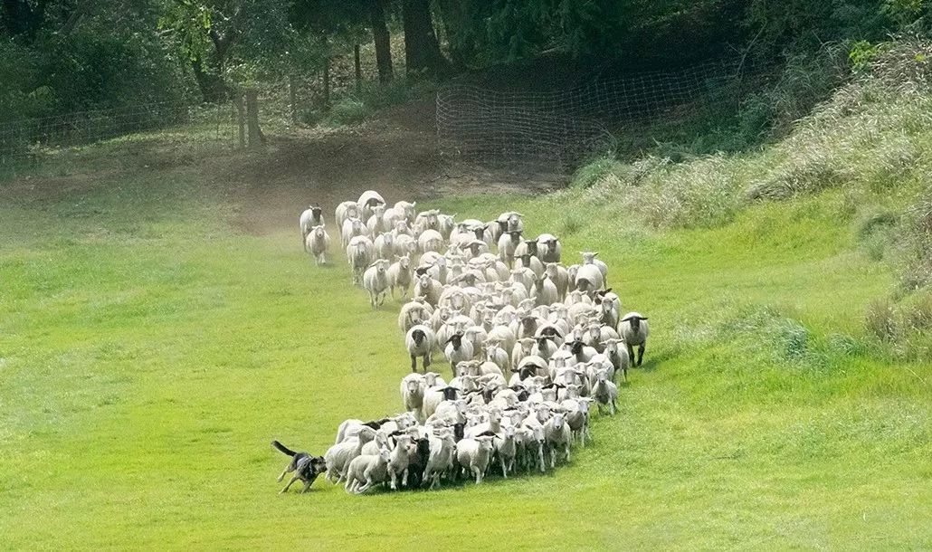 日本母亲农场项目,日本一个亲子农场年赚3亿
