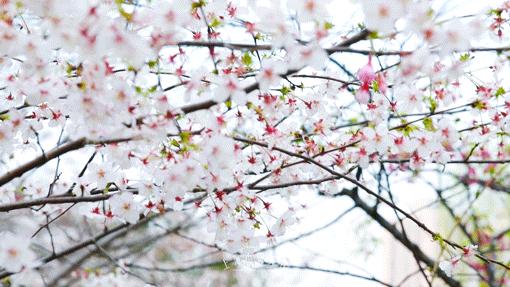 顾村公园一年一度赏樱,顾村公园赏樱点