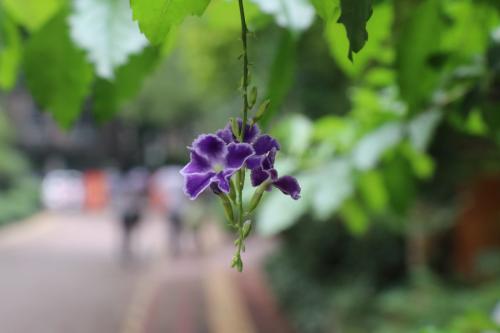 怀春之作的诗词,怀春之作的歌曲