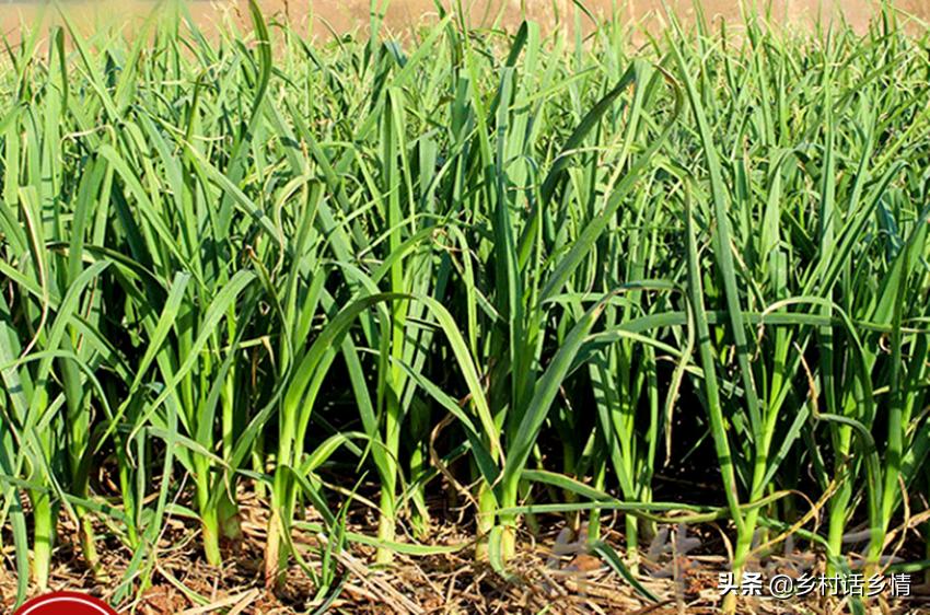 如何种出大个大蒜,怎样种大蒜蒜头才能长大