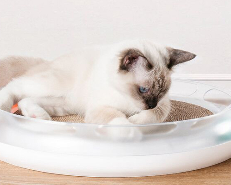 猫咪食欲不振怎么办豆瓣,猫咪食欲不振越来越瘦吃什么药