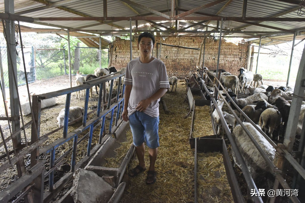 山西农民,村外养羊,东德西德牧羊犬放羊,年卖10多万元