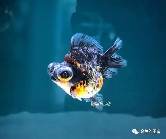 5*级A**金鱼如何评定？懂了这4条，你就是半个金鱼专家